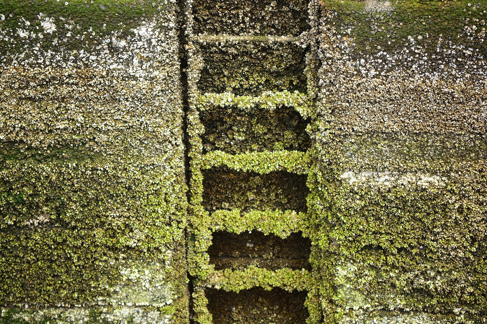 The fish ladder at the Hiram M. Chittenden Locks in Ballard