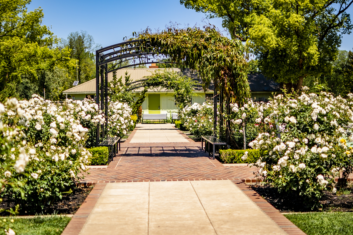 McKinley Park in East Sacramento, Sacramento, in spring green