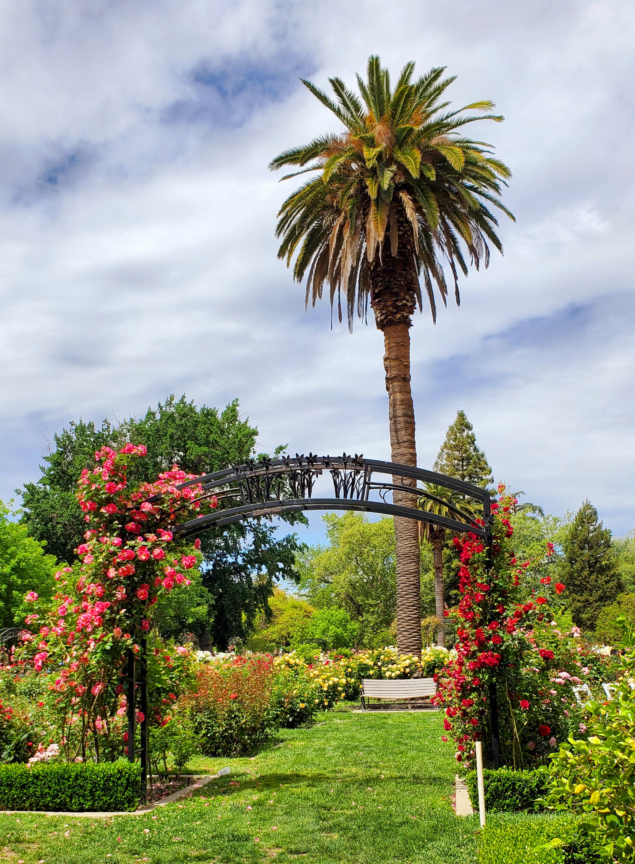 Spring in McKinley Park in East Sacramento, Sacramento