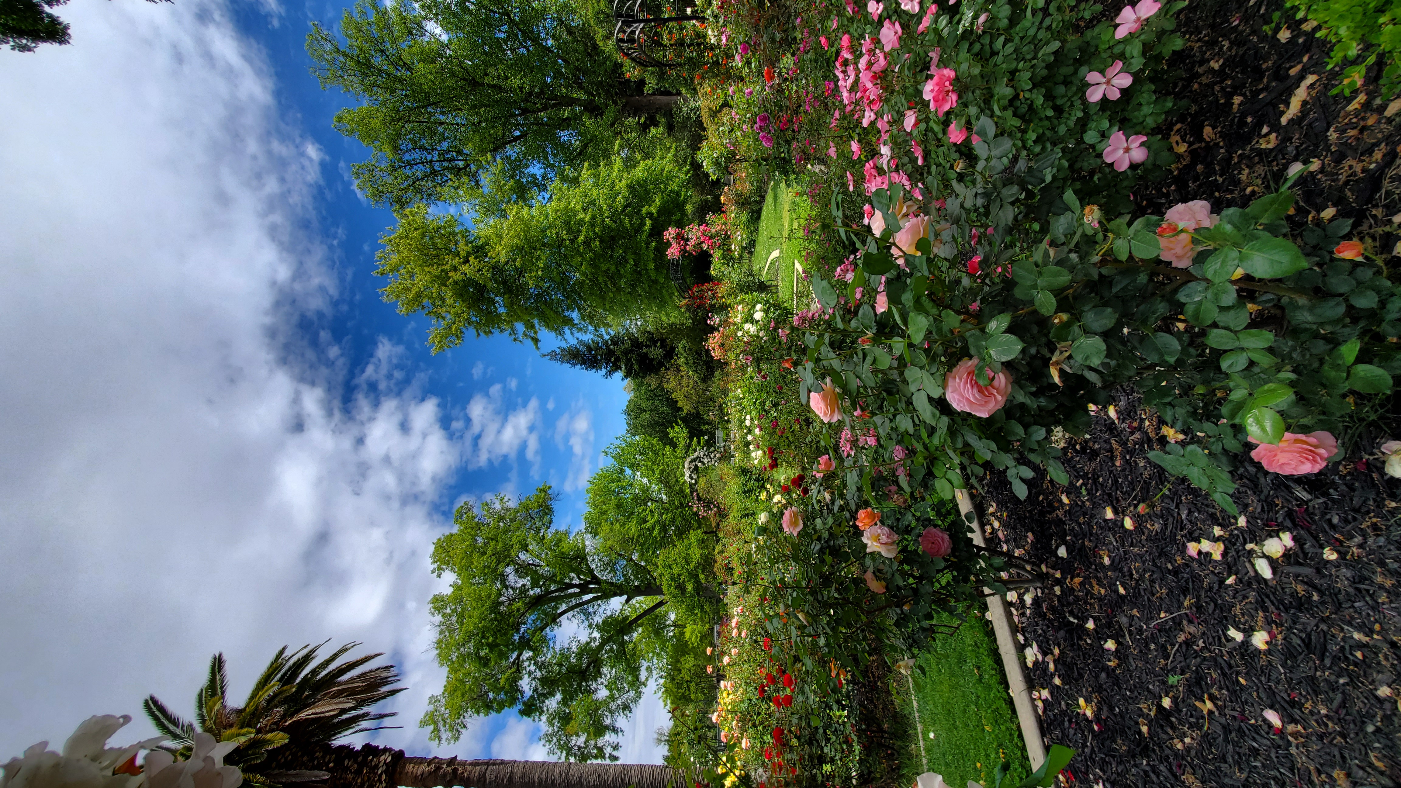 The Frederick N. Evans Memorial Rose Garden at McKinley Park in spring